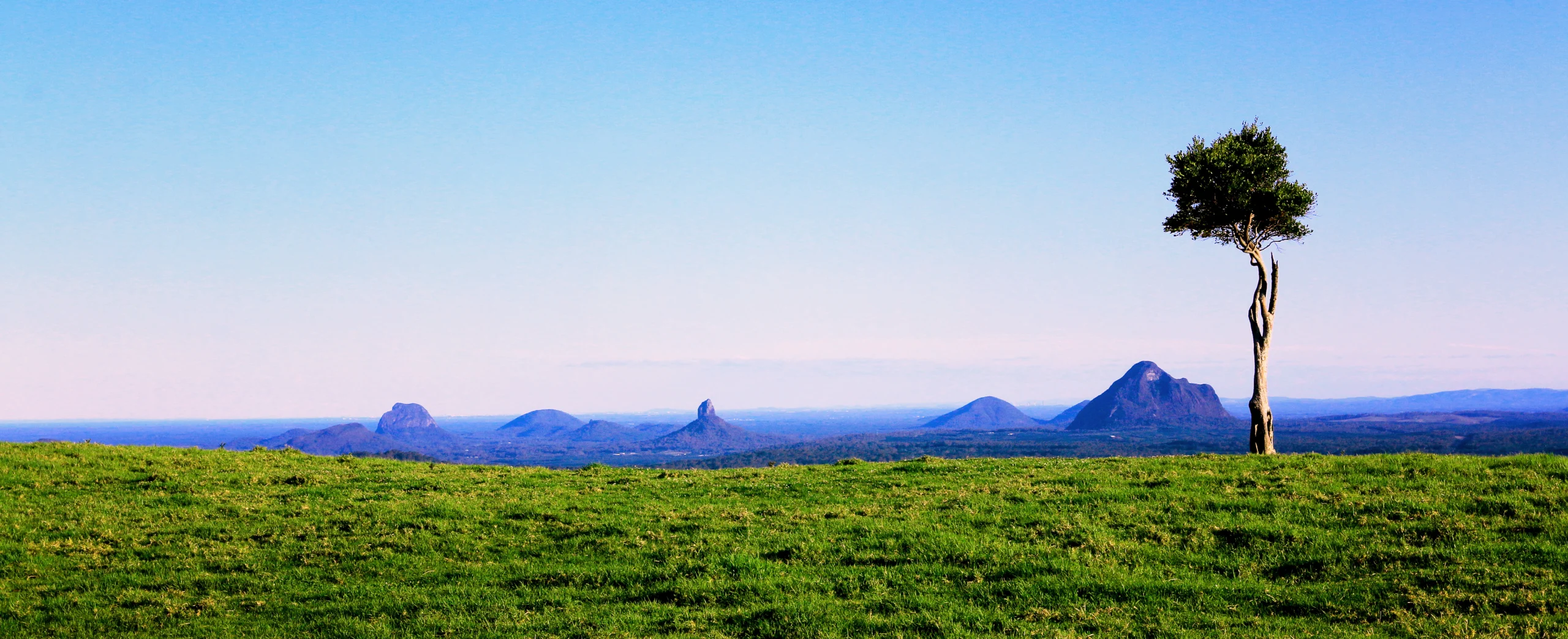 green grass, single tree in foreground, glass house mountains in the background