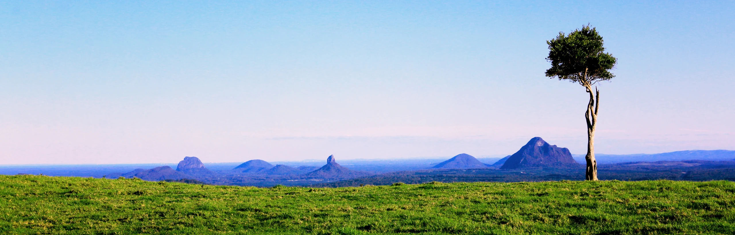 green grass, single tree in foreground, glass house mountains in the background